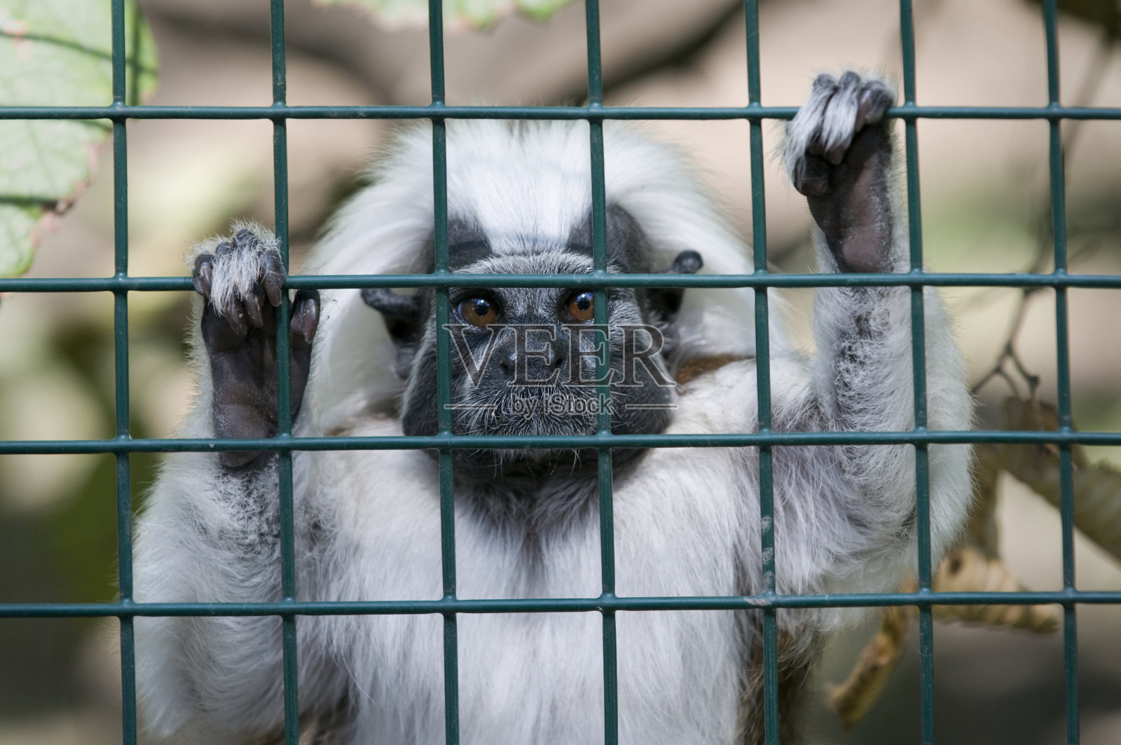 猴子进了铁网照片摄影图片
