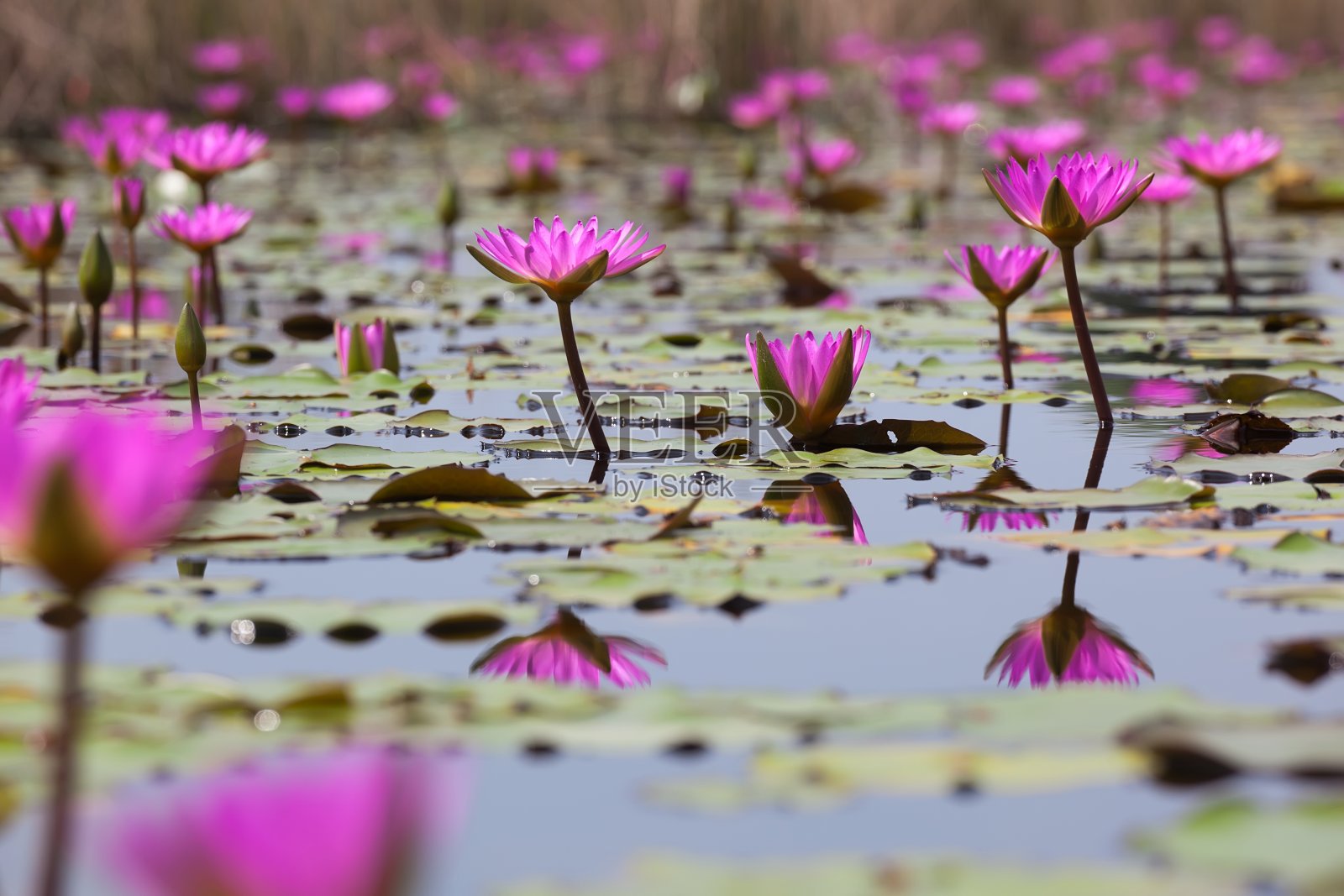 粉红色的睡莲在沼泽地里盛开。米埔。香港。照片摄影图片