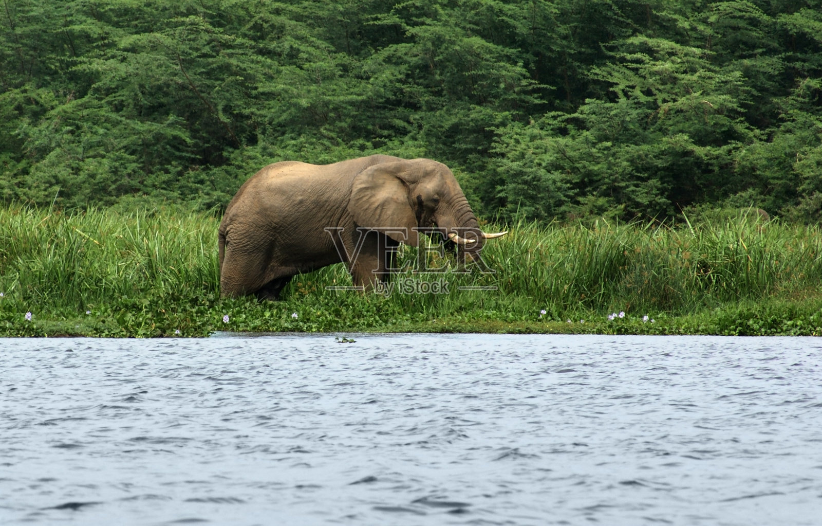 水边的风景和大象照片摄影图片