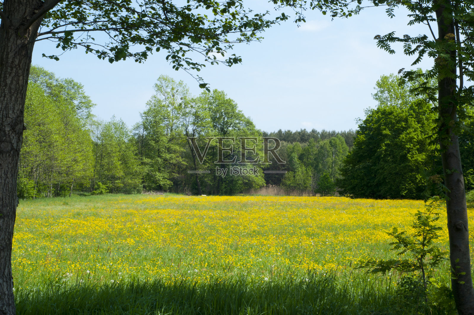 草地照片摄影图片