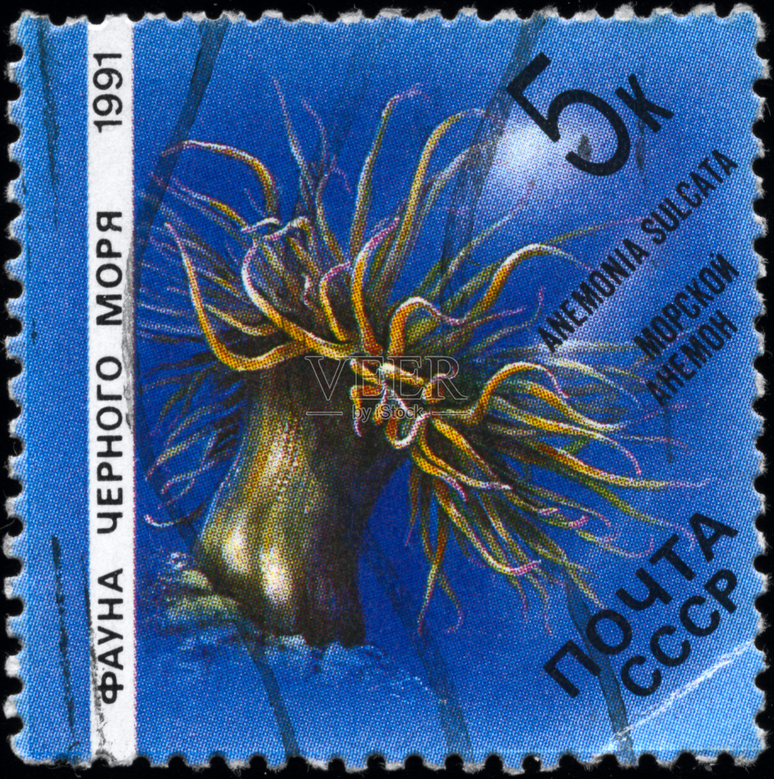 海葵照片摄影图片