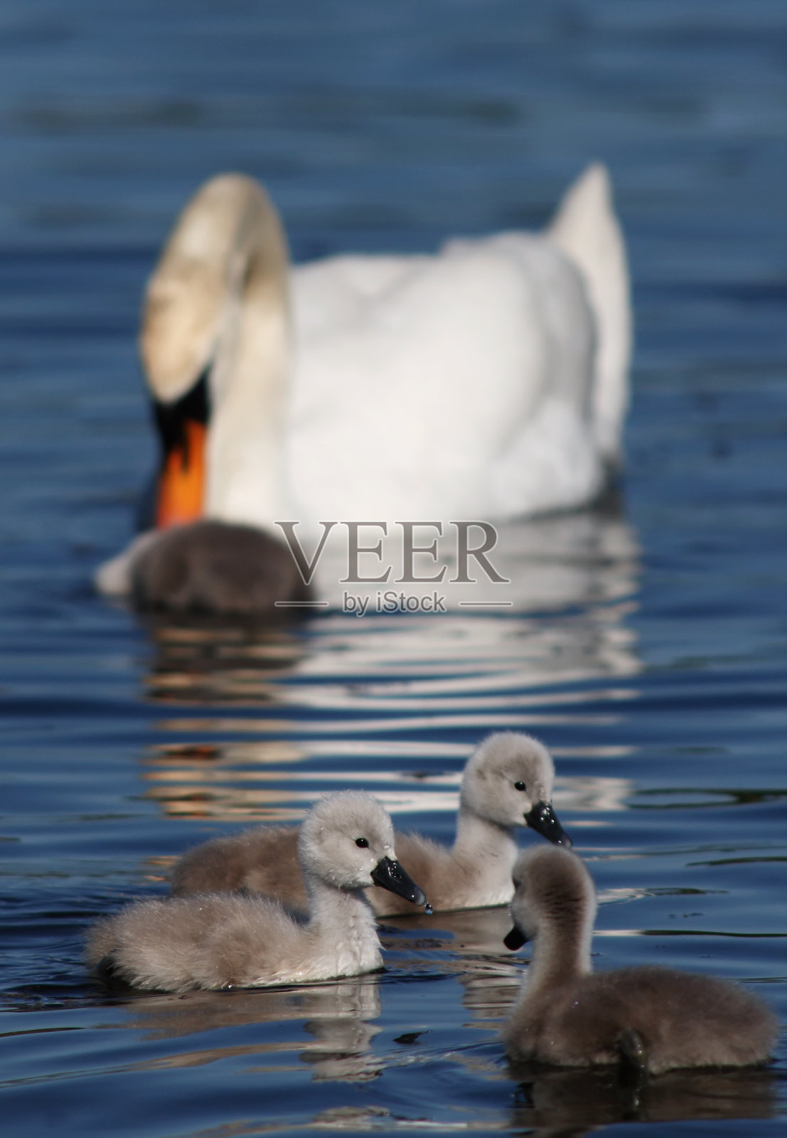 天鹅家族照片摄影图片