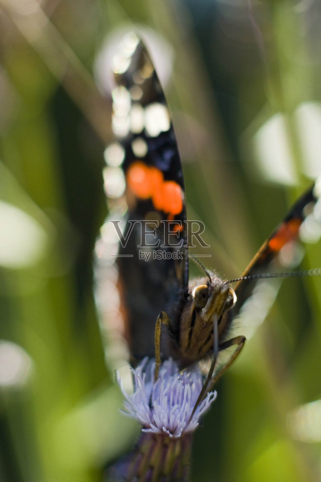 绿色背景上的红色上将蝴蝶照片摄影图片