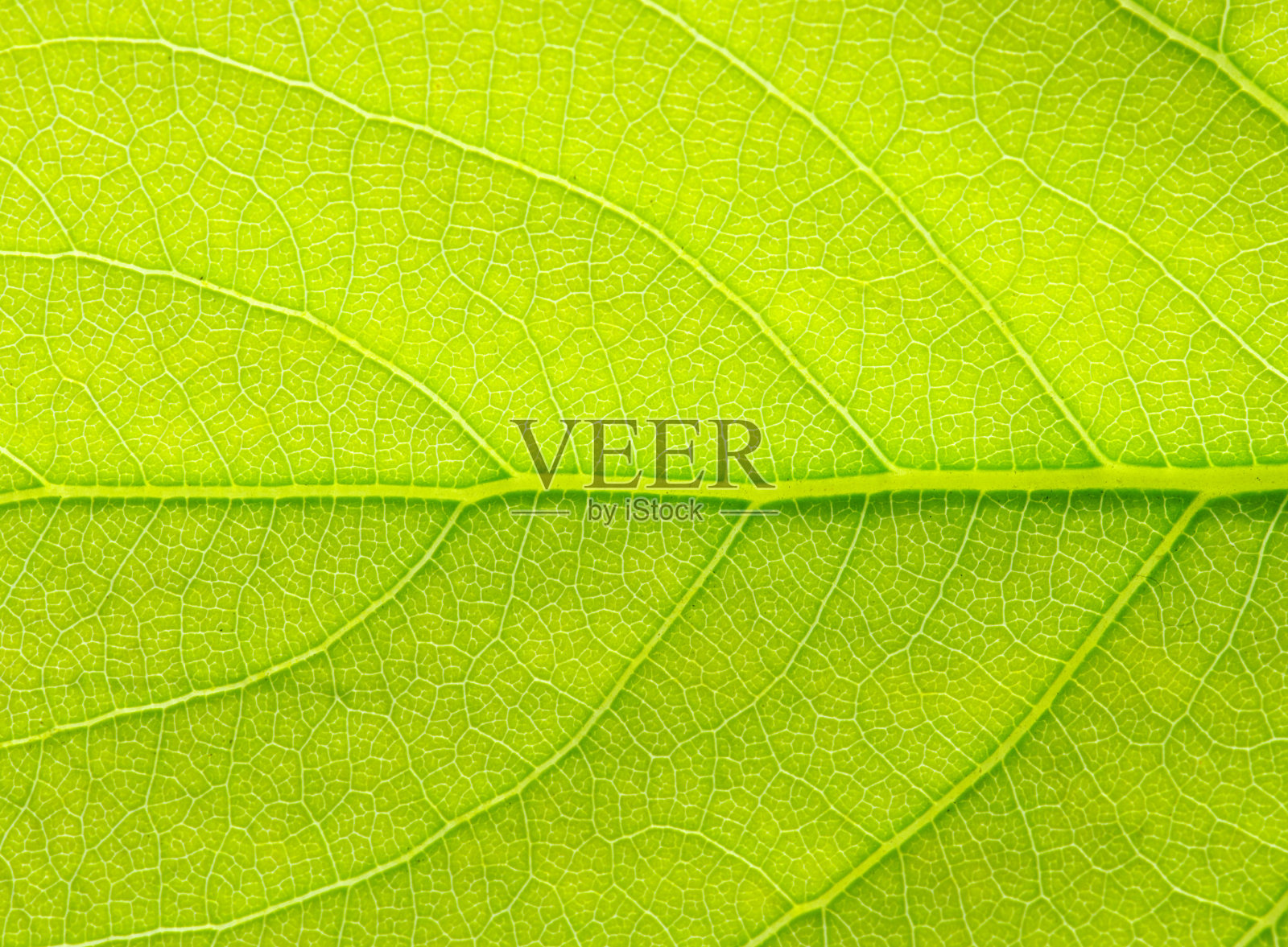 叶结构照片摄影图片