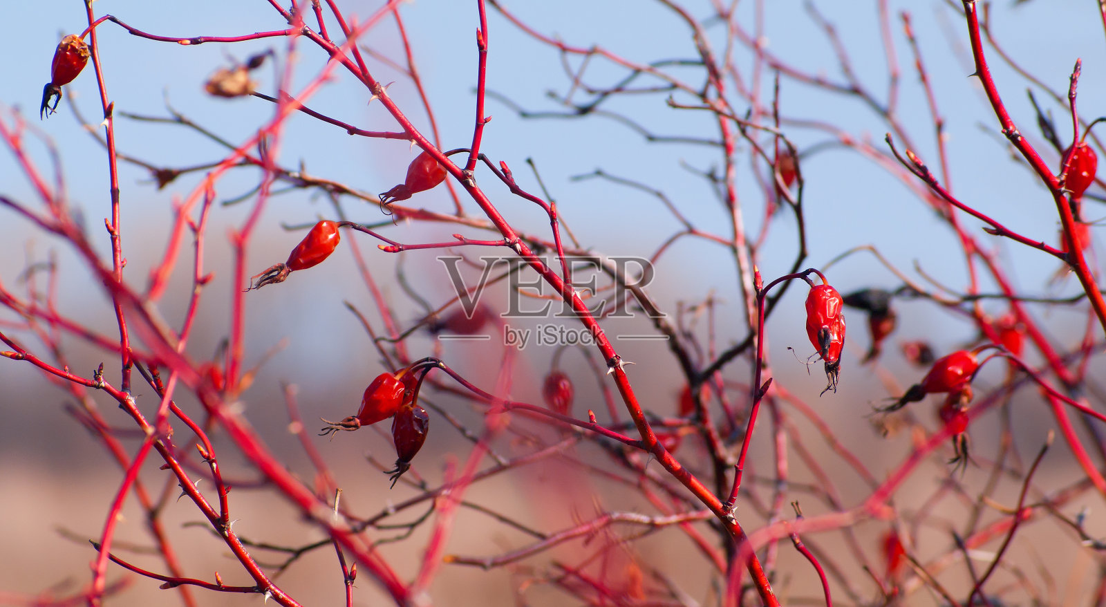 野蔷薇的枝条特写照片摄影图片