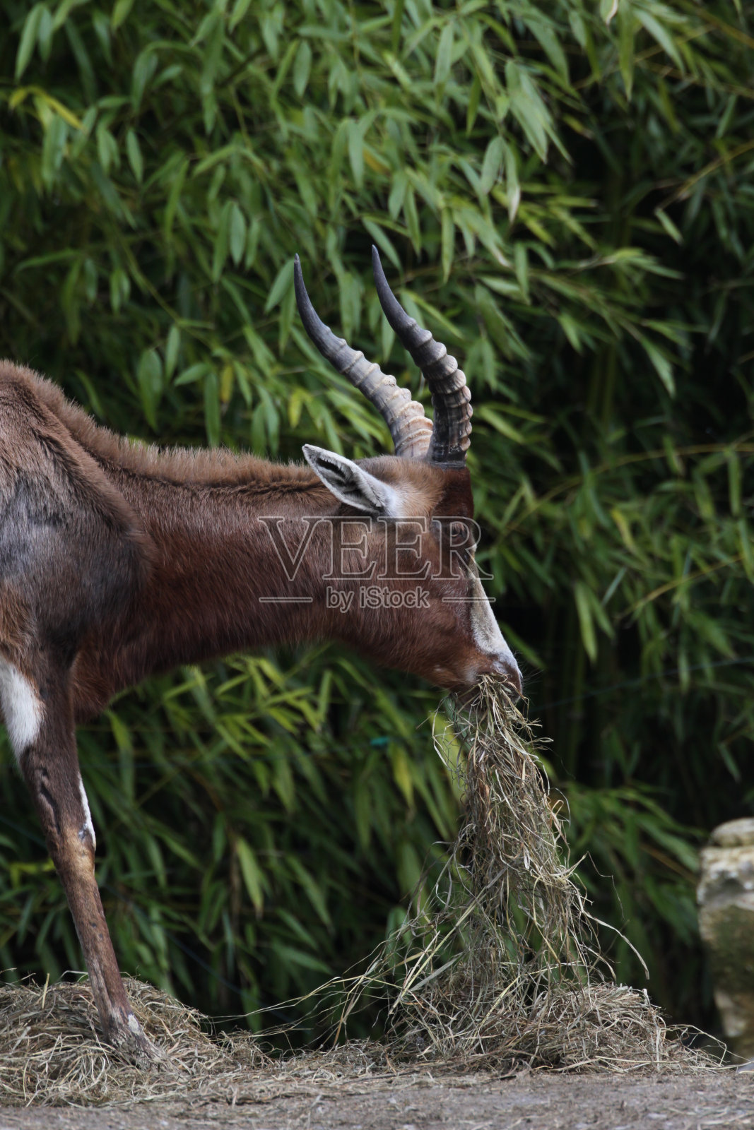 驴羚照片摄影图片