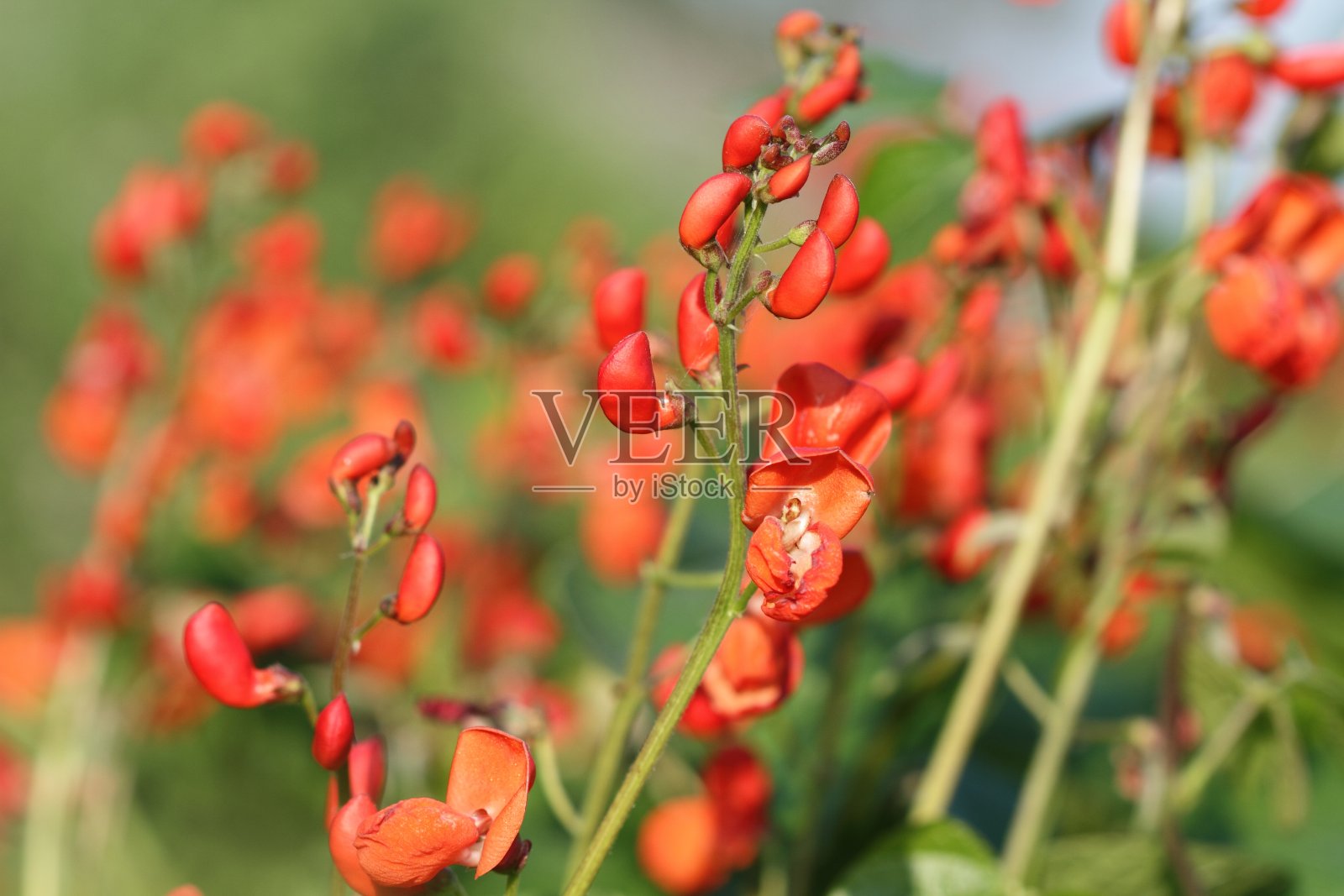 红花菜豆照片摄影图片