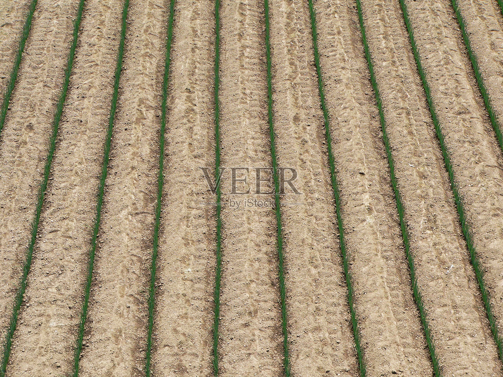 农业领域的背景照片摄影图片