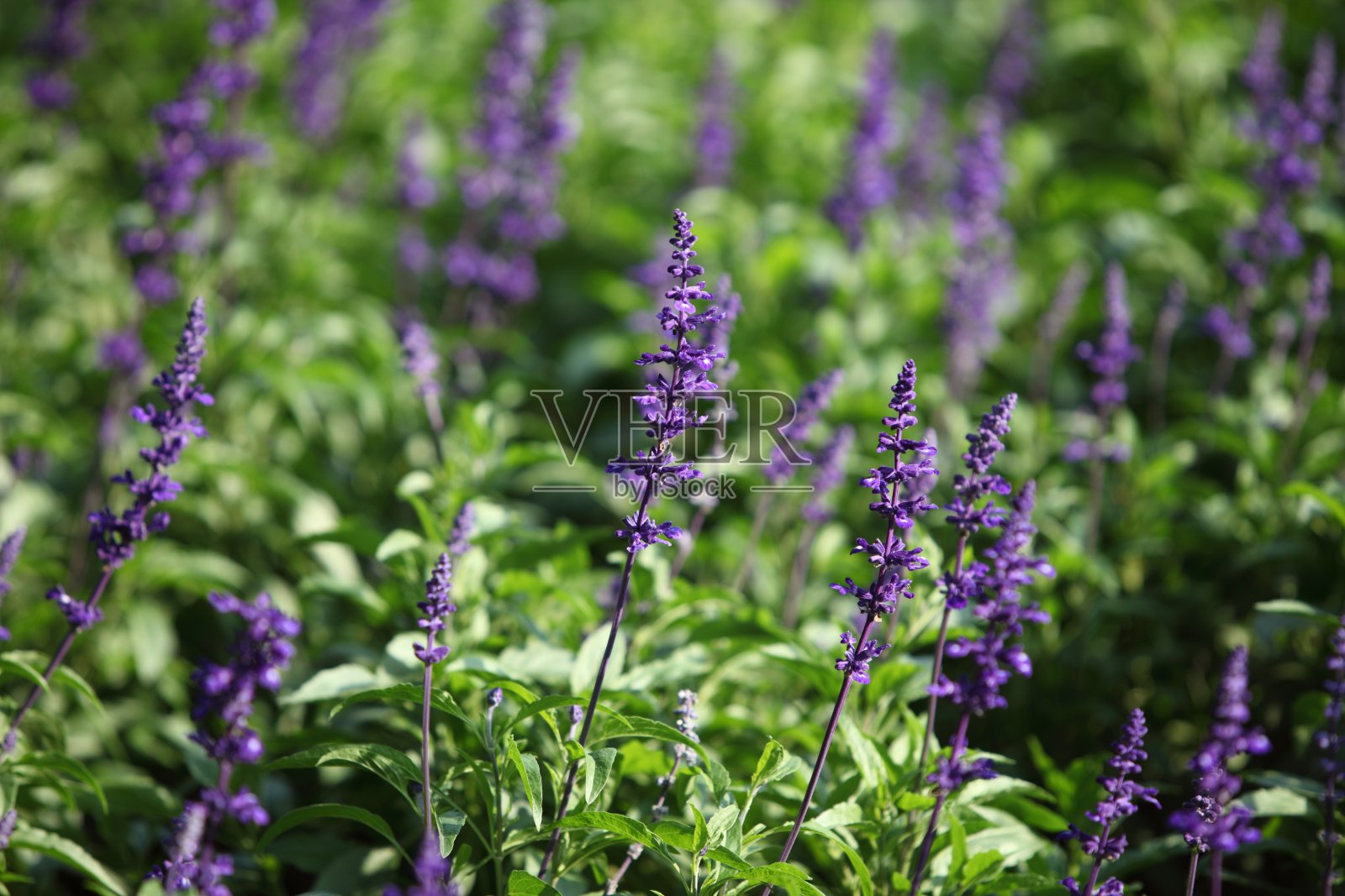薰衣草农场照片摄影图片