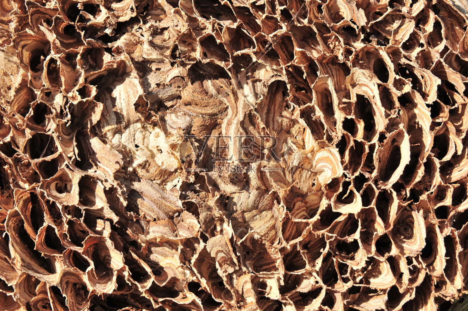 黄蜂的巢照片摄影图片