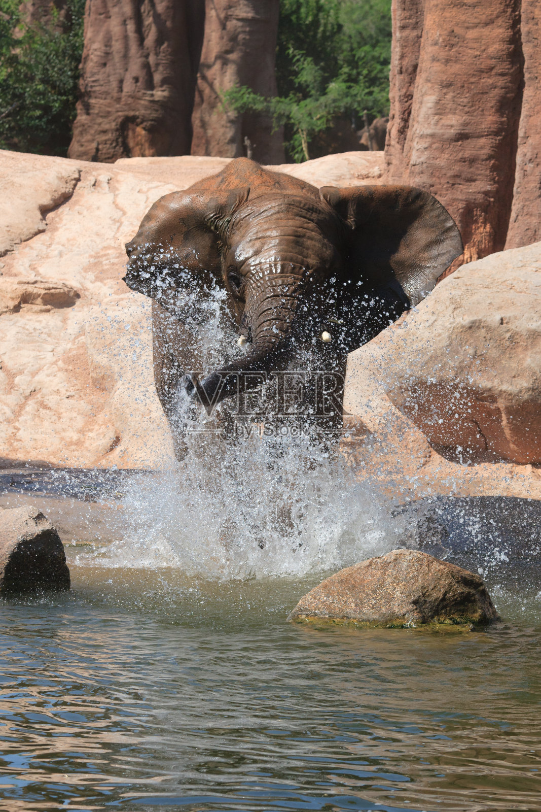 非洲象照片摄影图片
