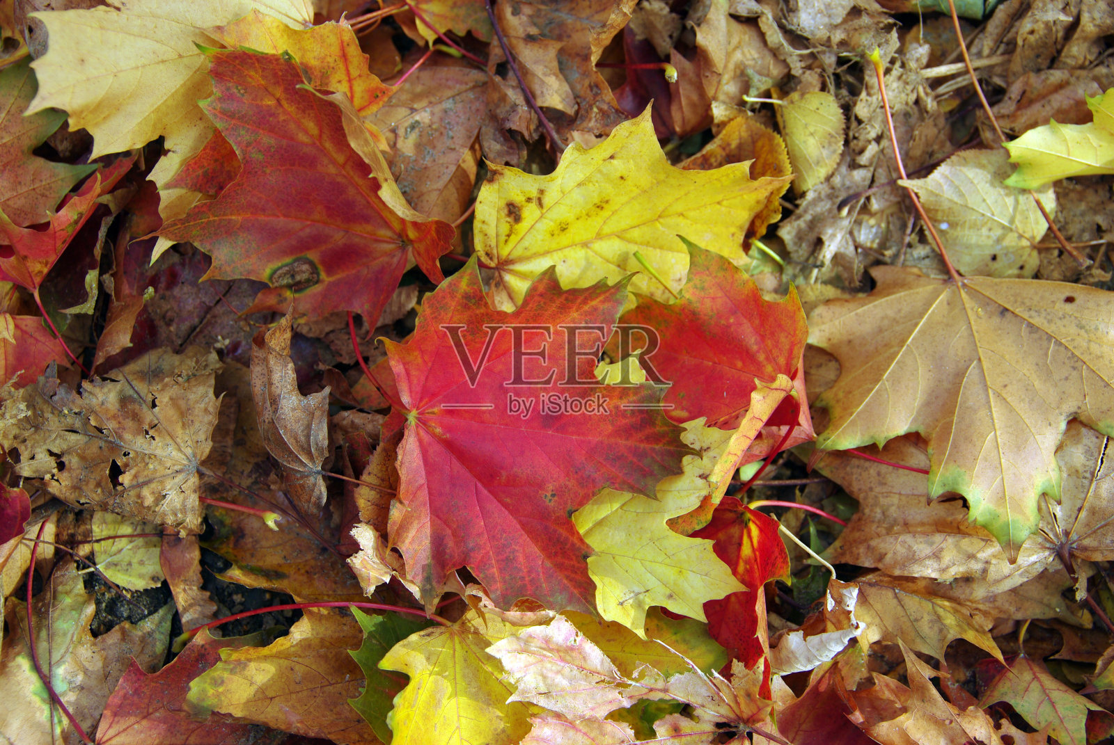 秋天照片摄影图片