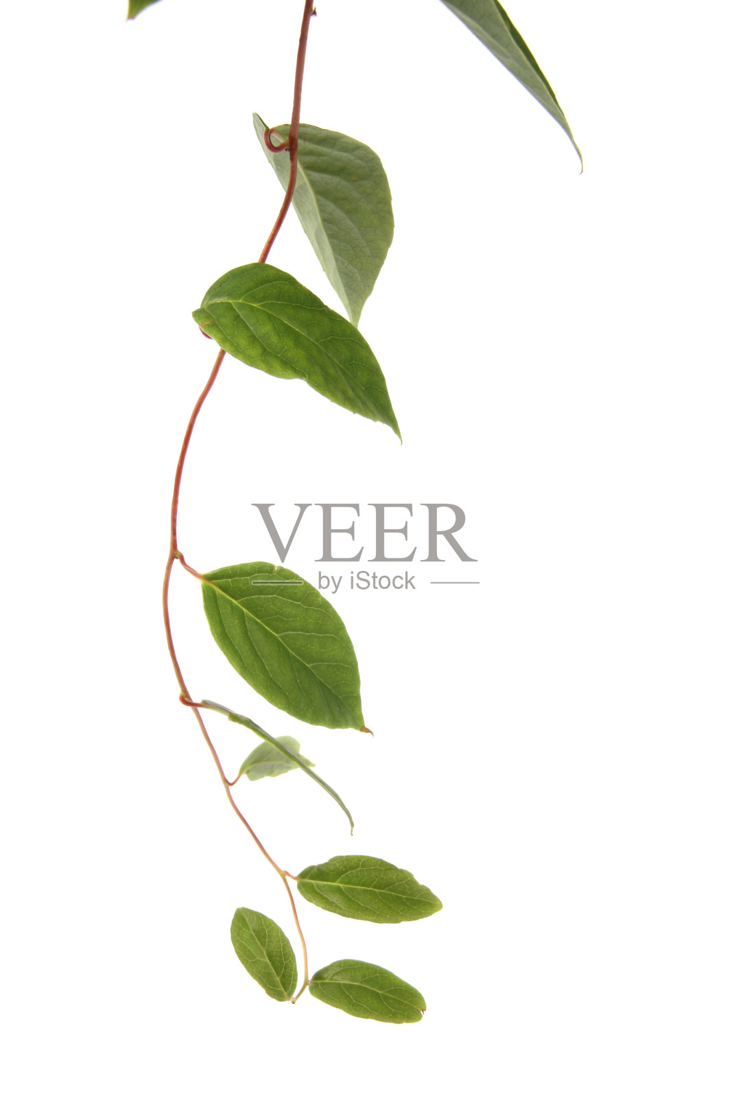 藤本植物的植物照片摄影图片