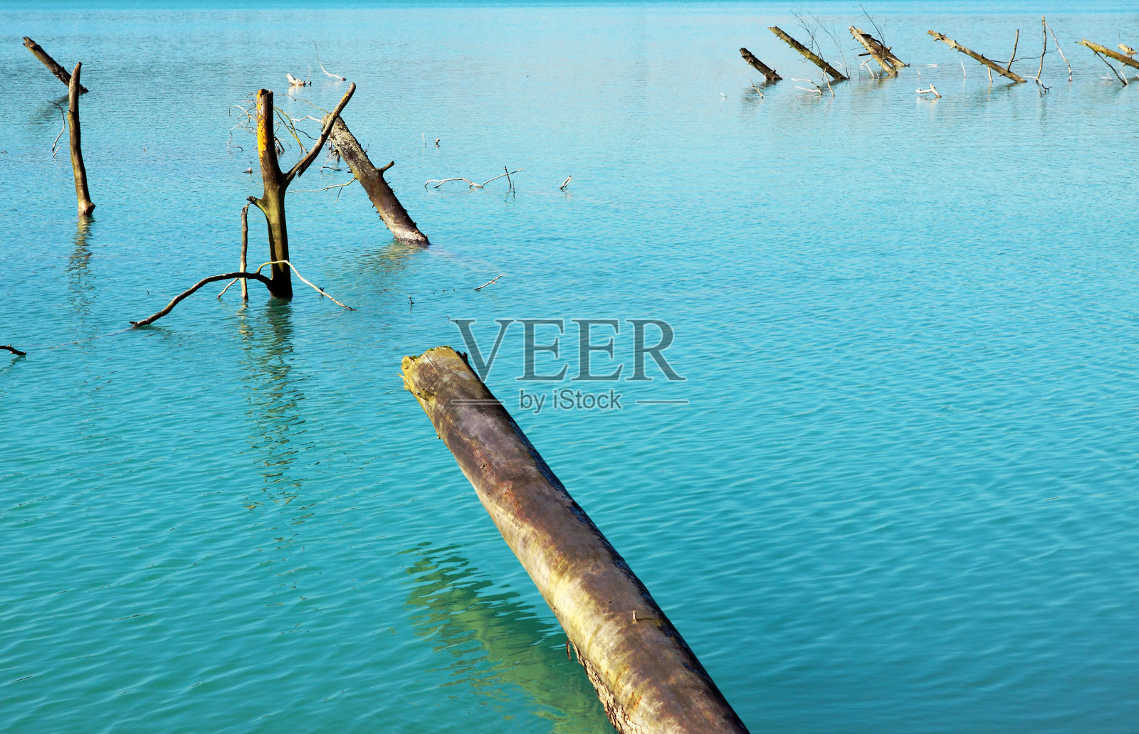 树在湖中被截断照片摄影图片