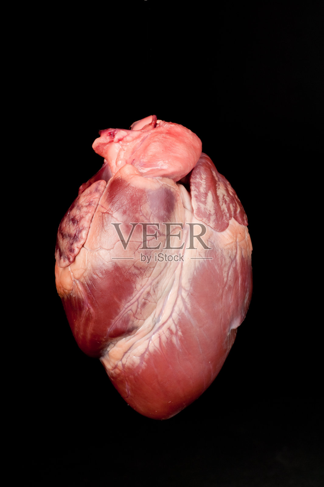 动物或人类心脏的特写照片摄影图片