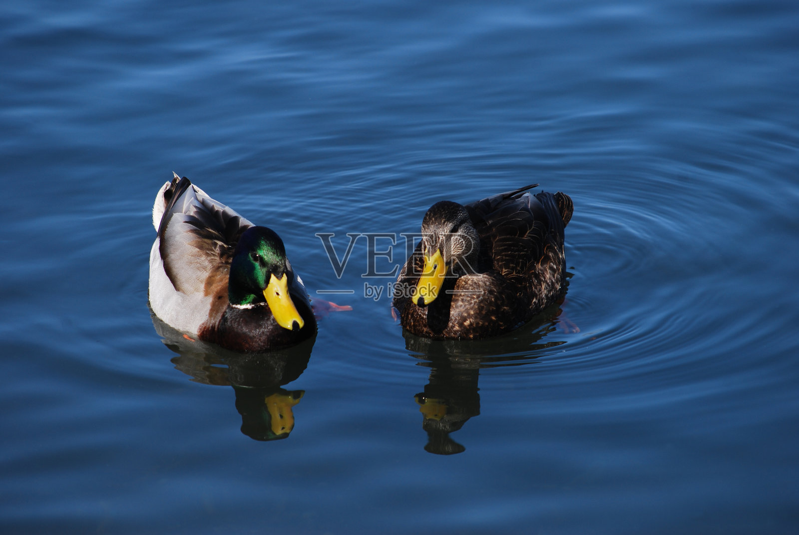 一对野鸭照片摄影图片