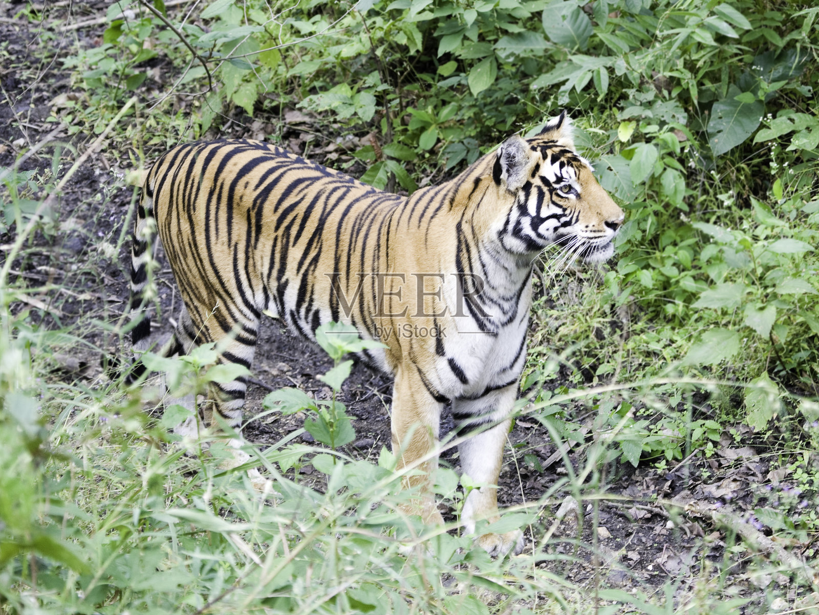警报孟加拉虎照片摄影图片