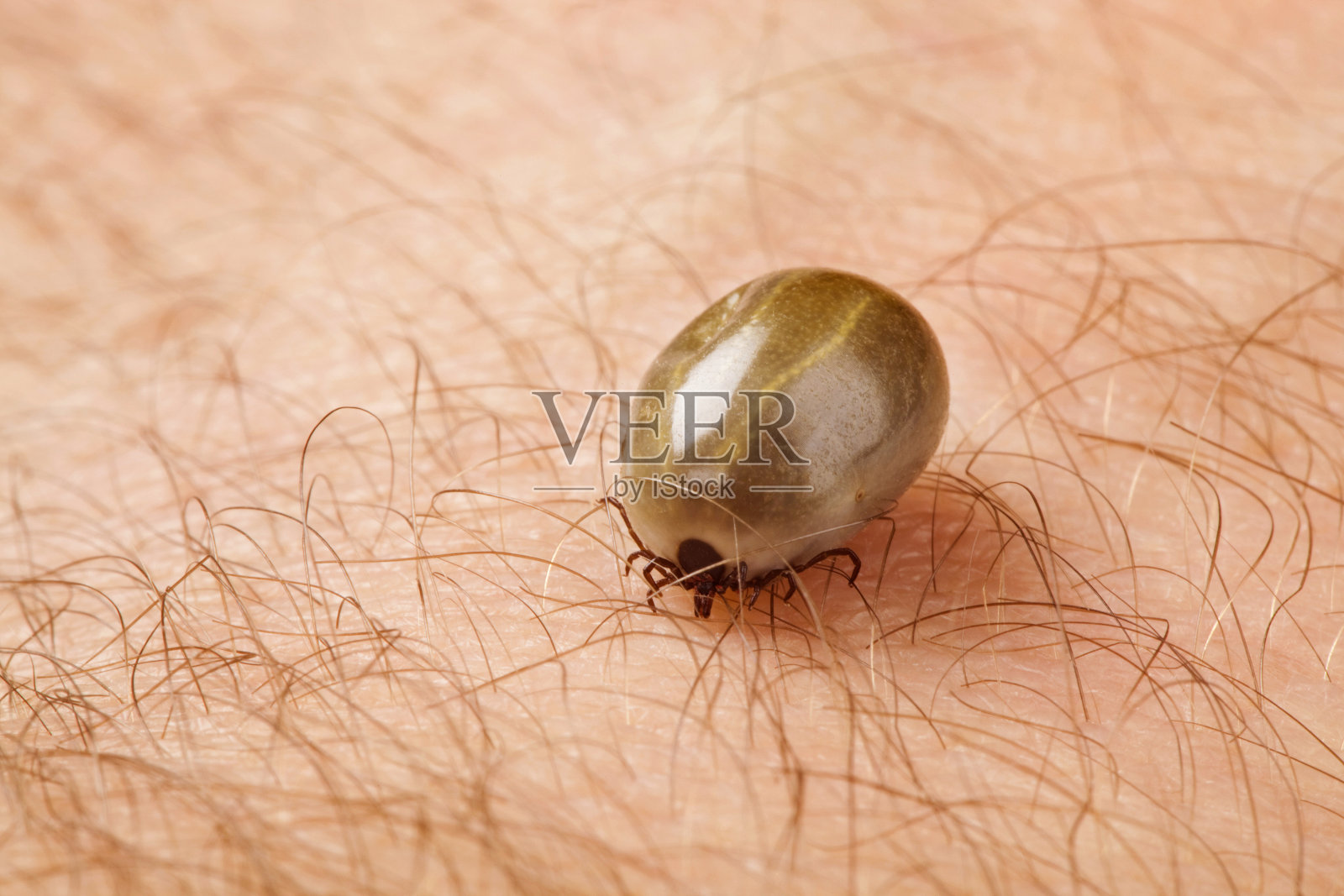 蜱虫照片摄影图片