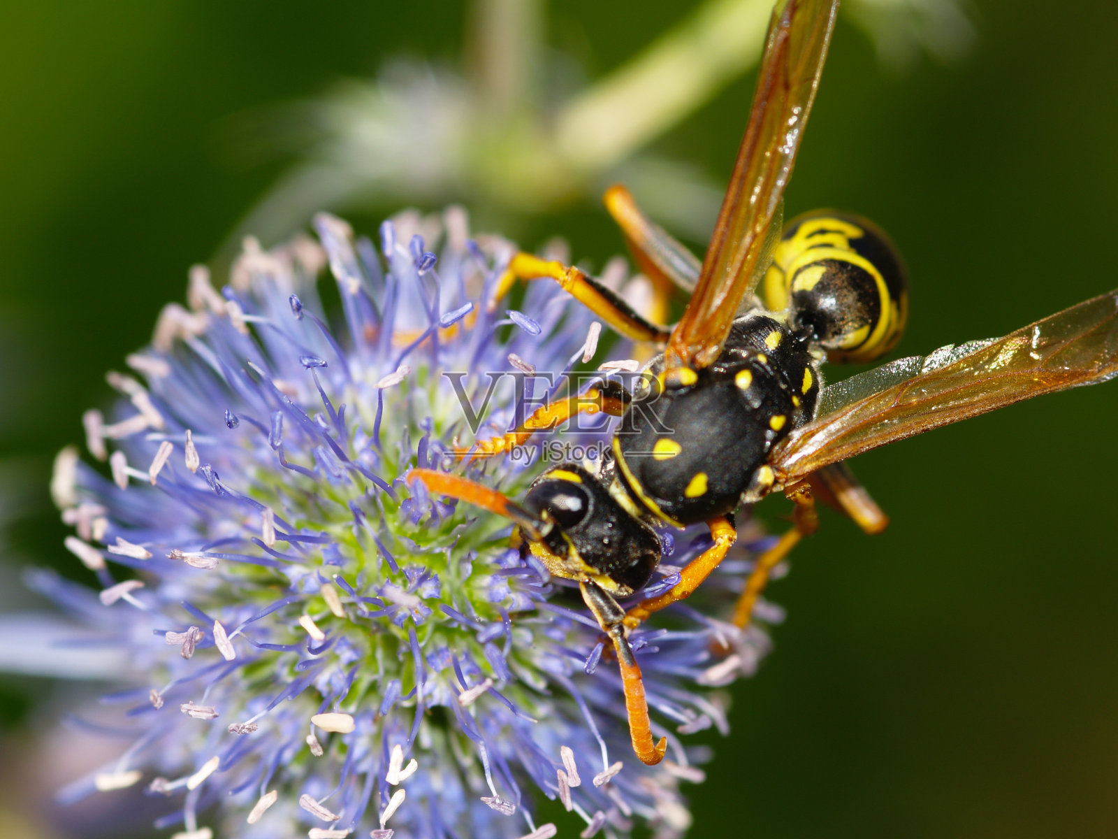 黄蜂照片摄影图片