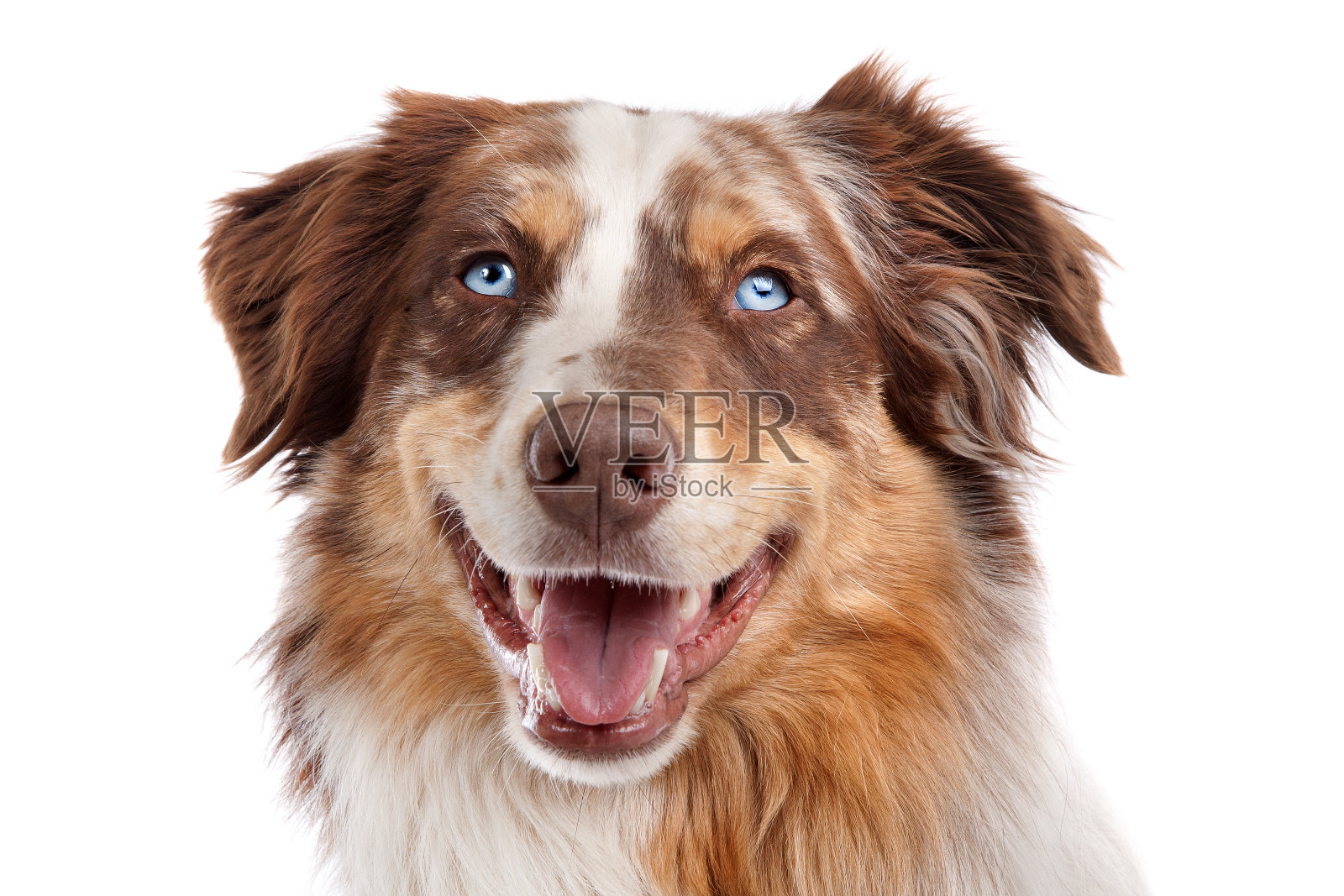 澳大利亚牧羊犬照片摄影图片