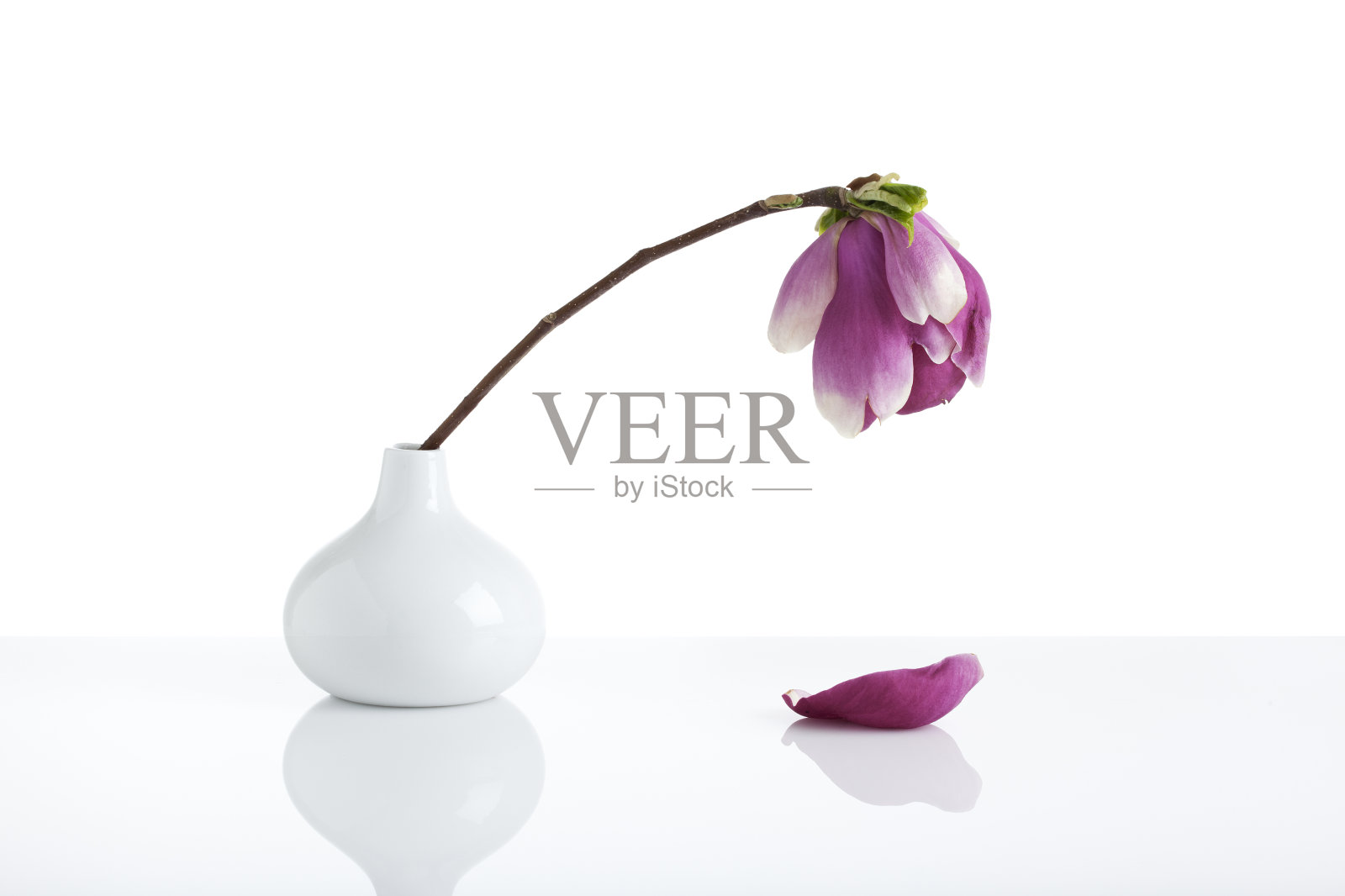 白色花瓶里凋零的玉兰花照片摄影图片