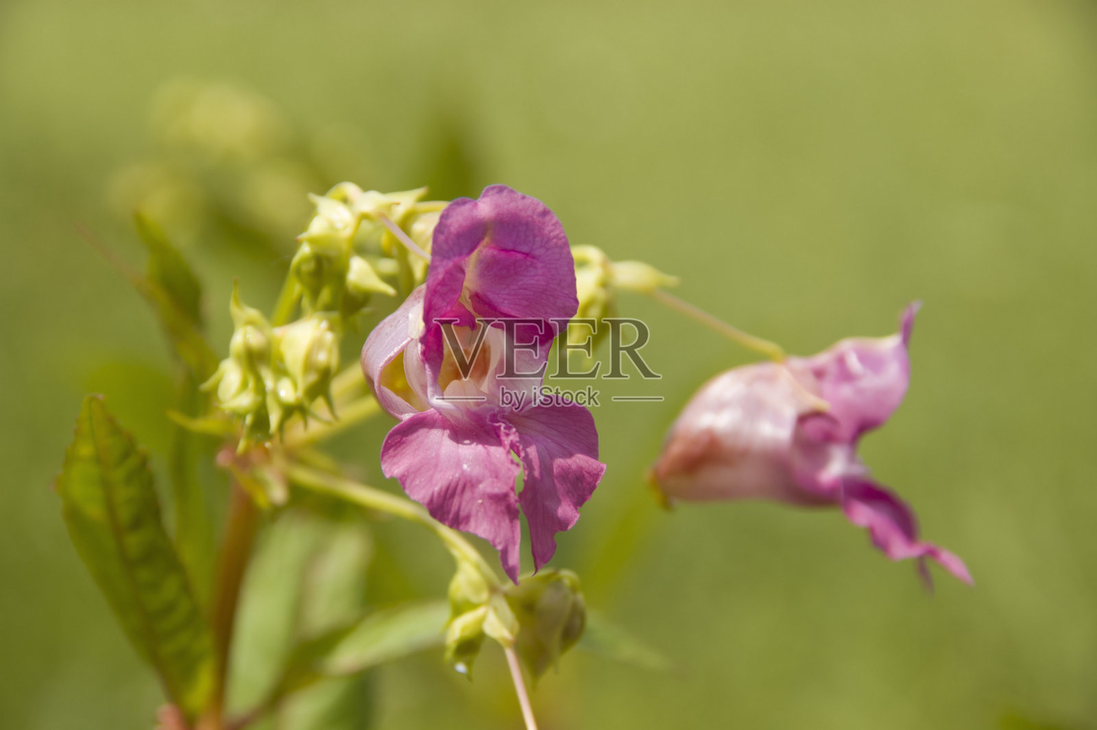 小紫照片摄影图片