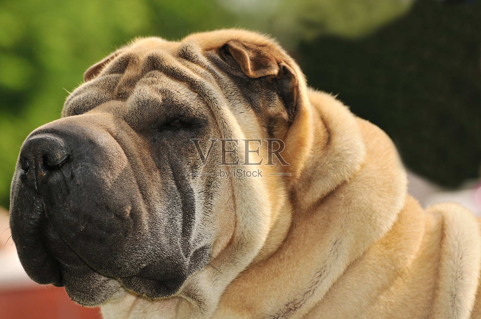 纯种沙皮狗照片摄影图片