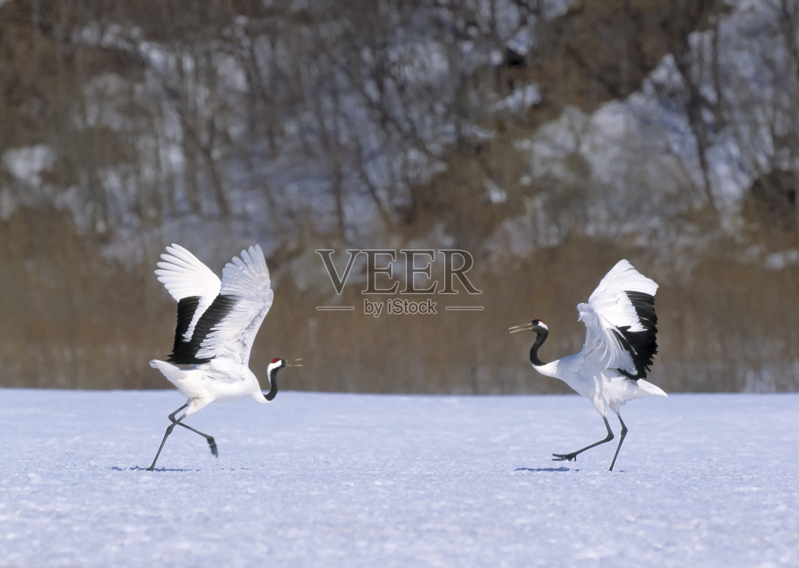 日本鹤求爱舞照片摄影图片