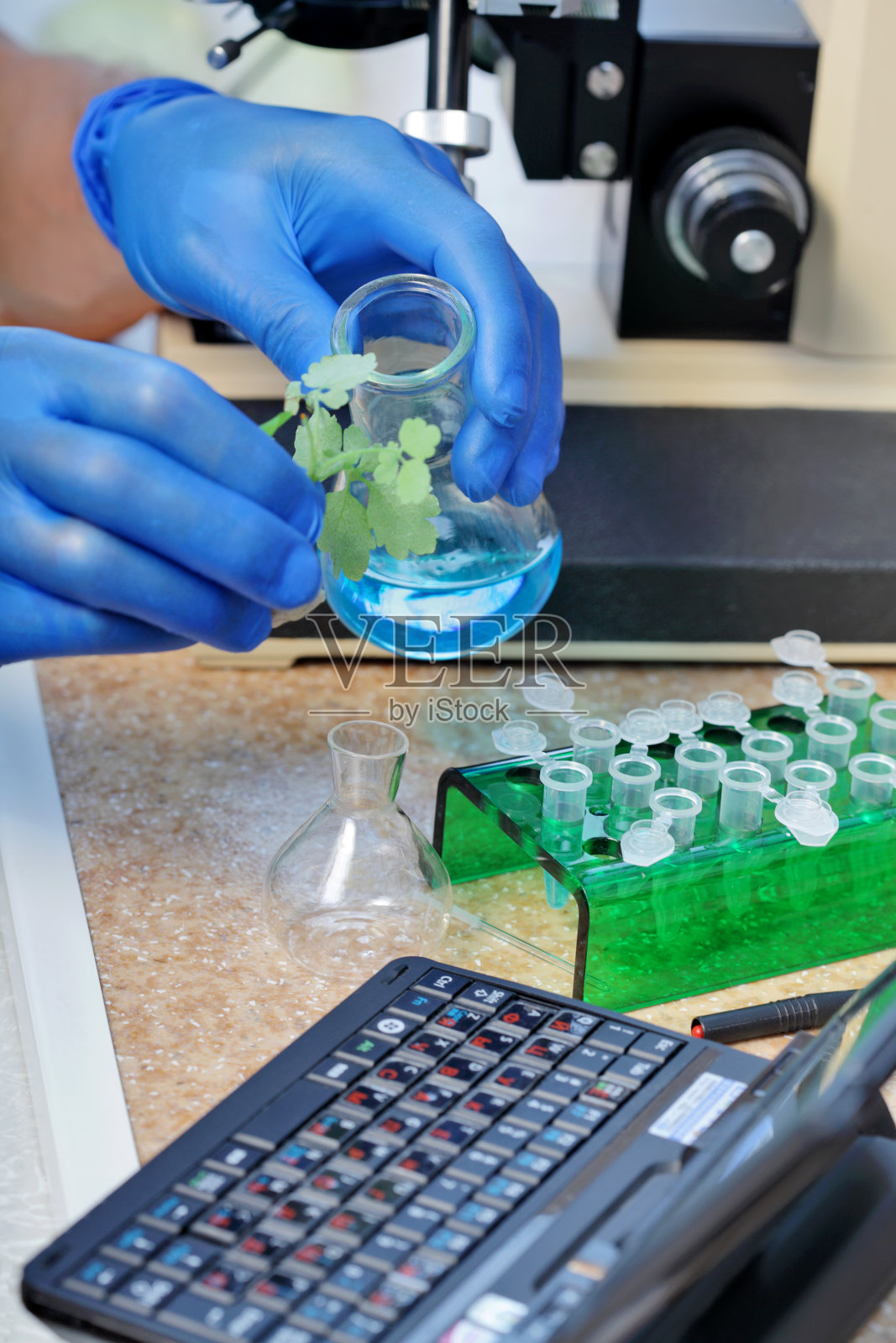 患病的植物照片摄影图片