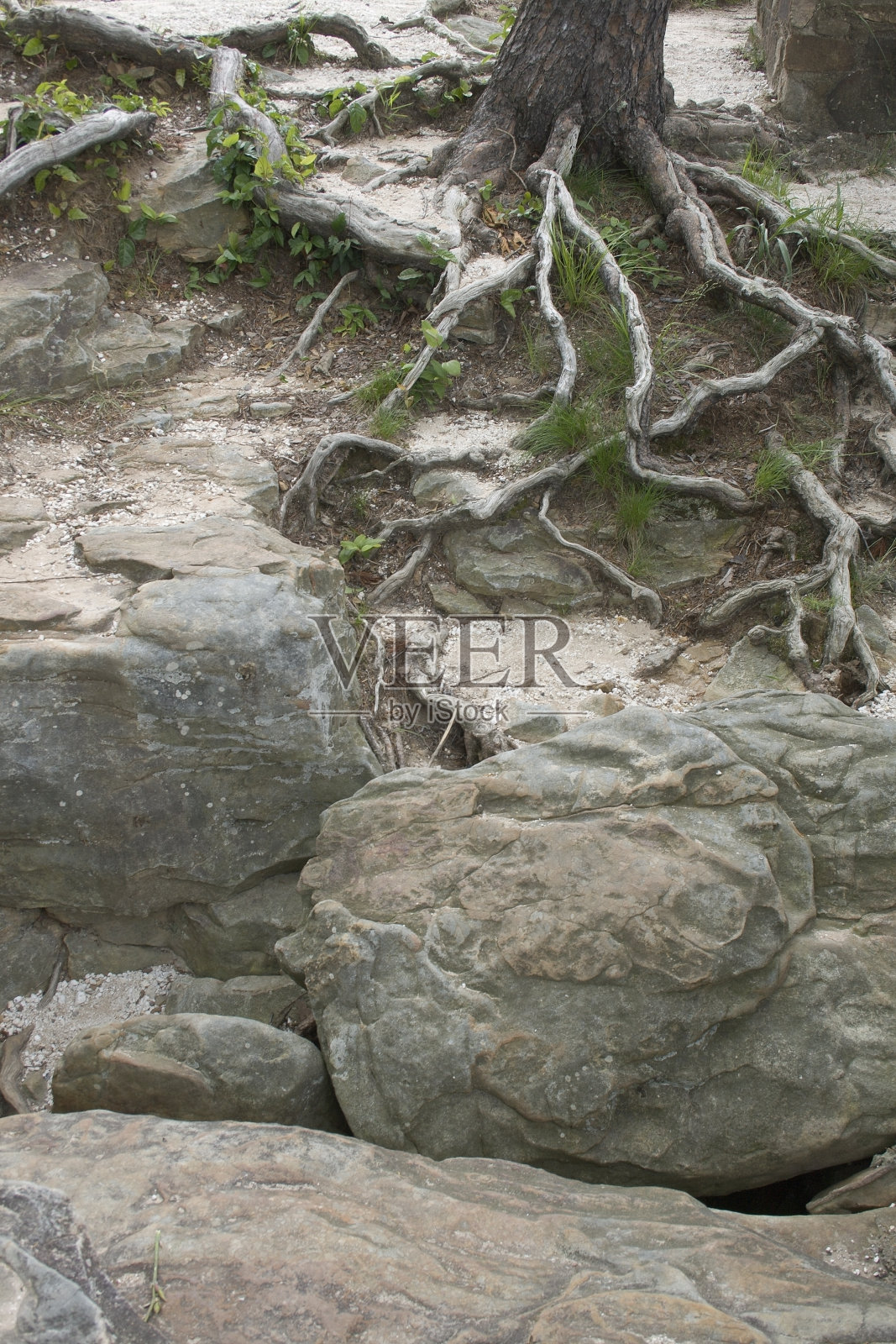 树根在岩石上照片摄影图片
