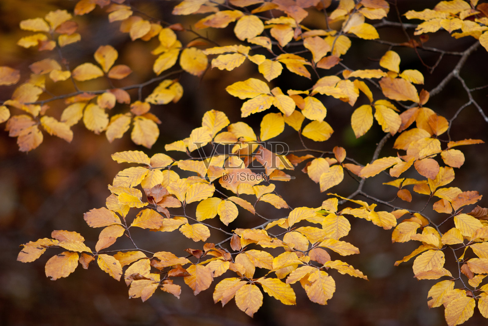 秋天的落叶照片摄影图片