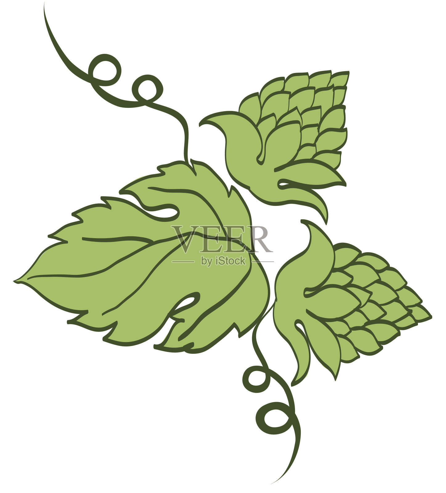 啤酒花球果和叶子插画图片素材