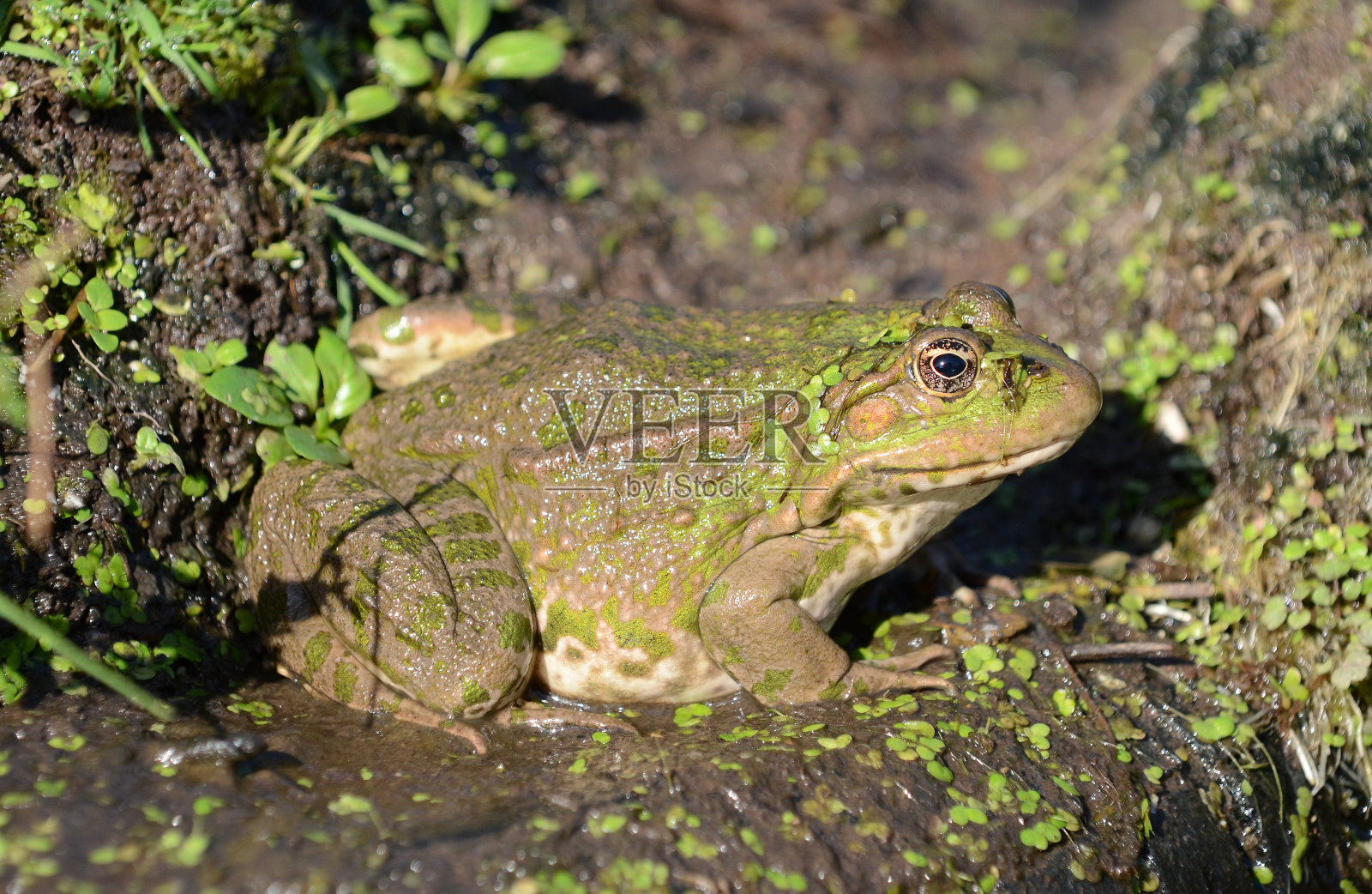 英国沼泽青蛙照片摄影图片