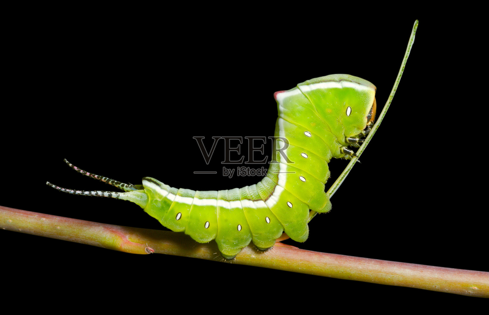 卡特彼勒(Cerura erminea)照片摄影图片