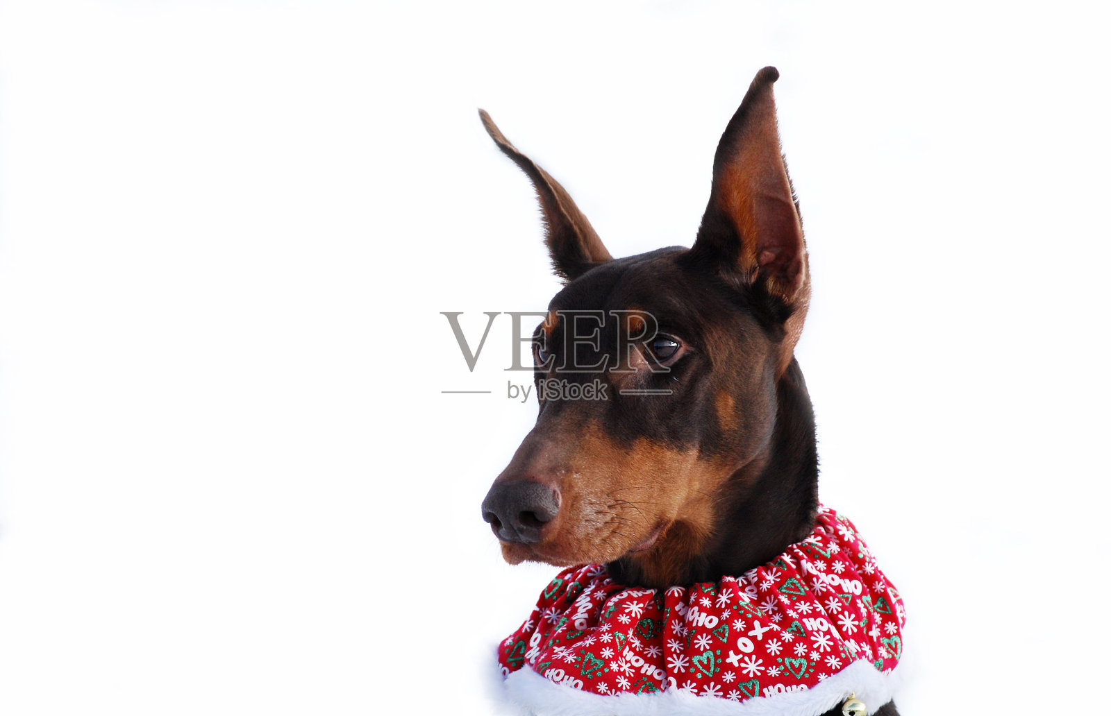 假日杜宾犬照片摄影图片