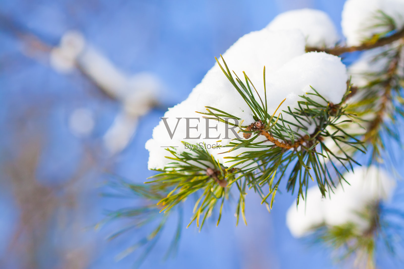 松树在霜照片摄影图片