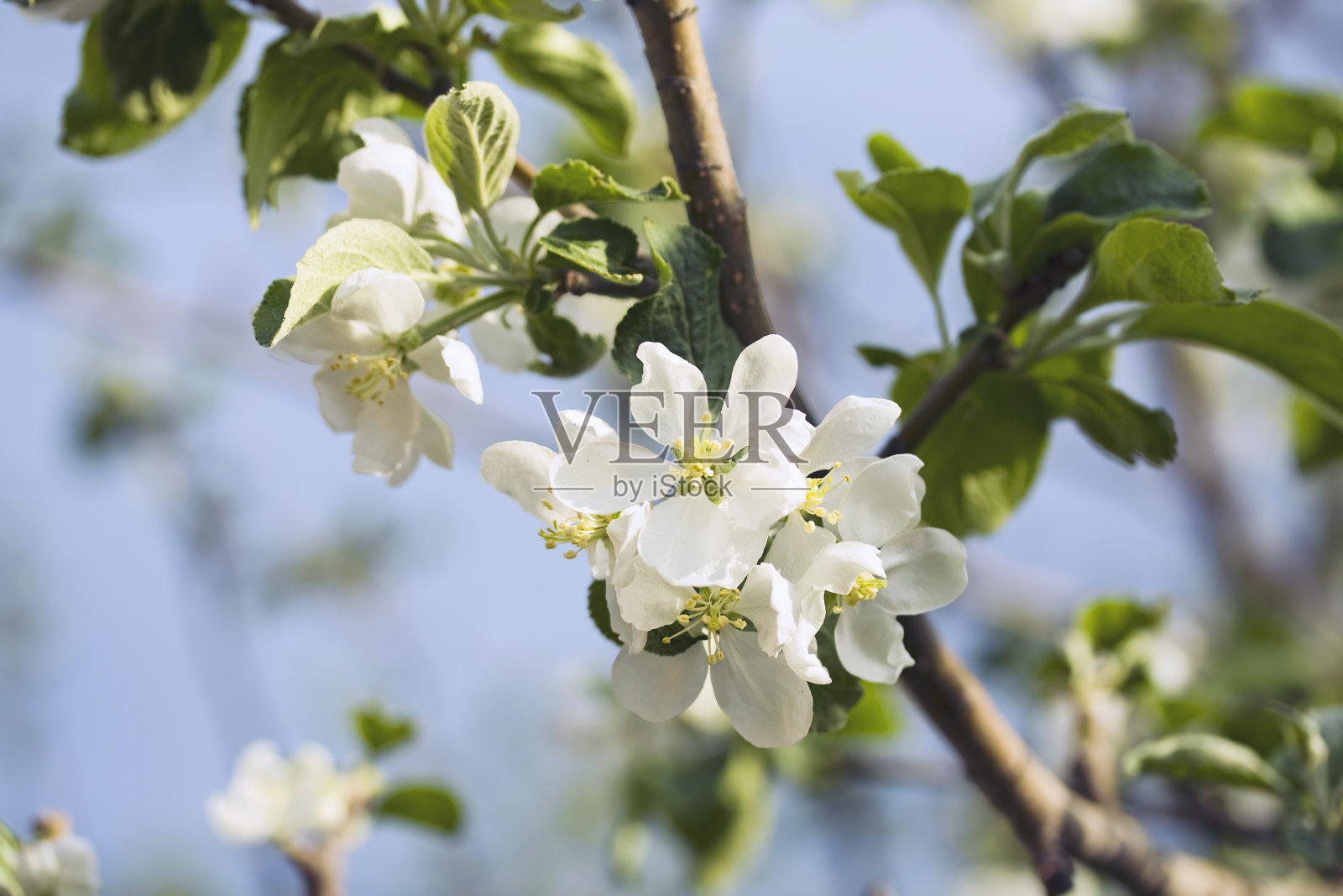 开花的苹果树早午餐。照片摄影图片