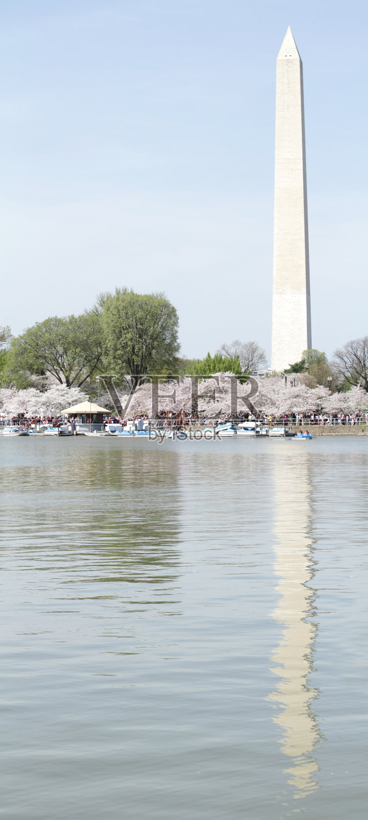 华盛顿的樱花照片摄影图片