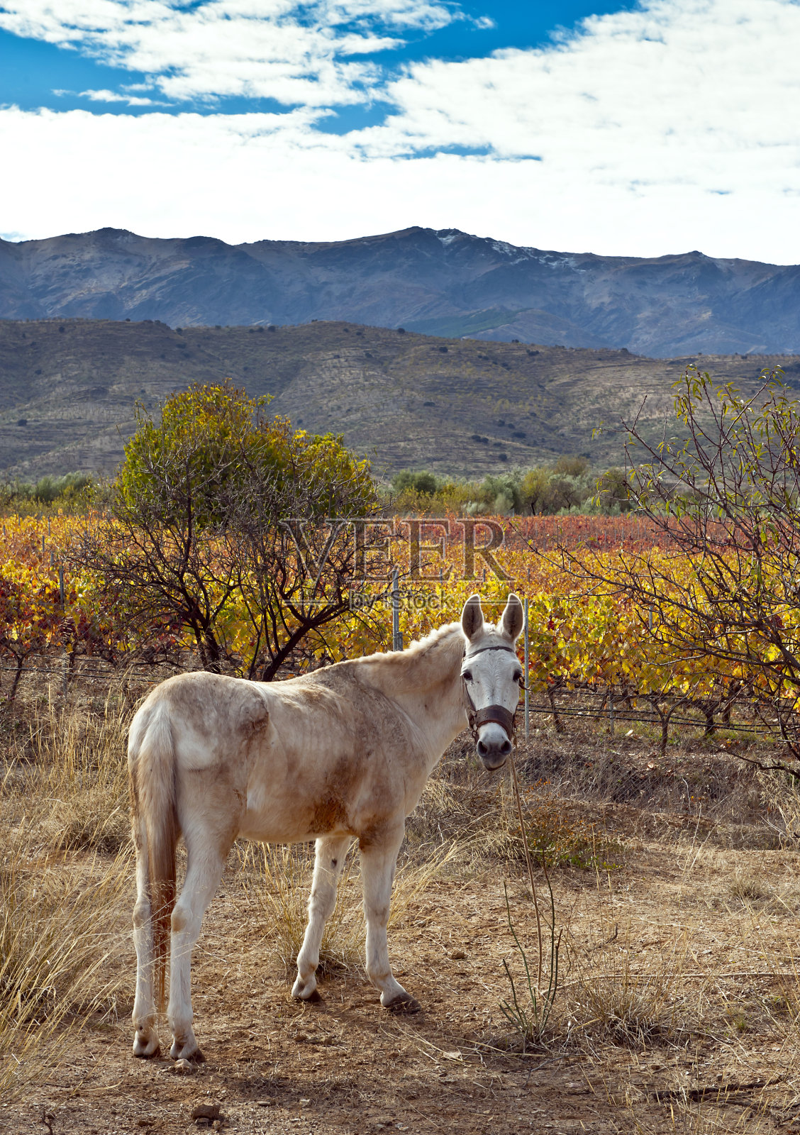 内华达山脉的山麓照片摄影图片