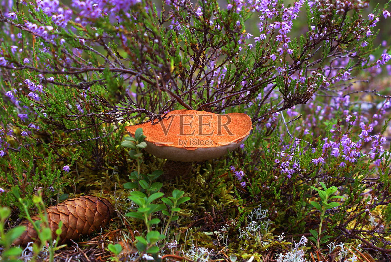 大可食用的蘑菇照片摄影图片
