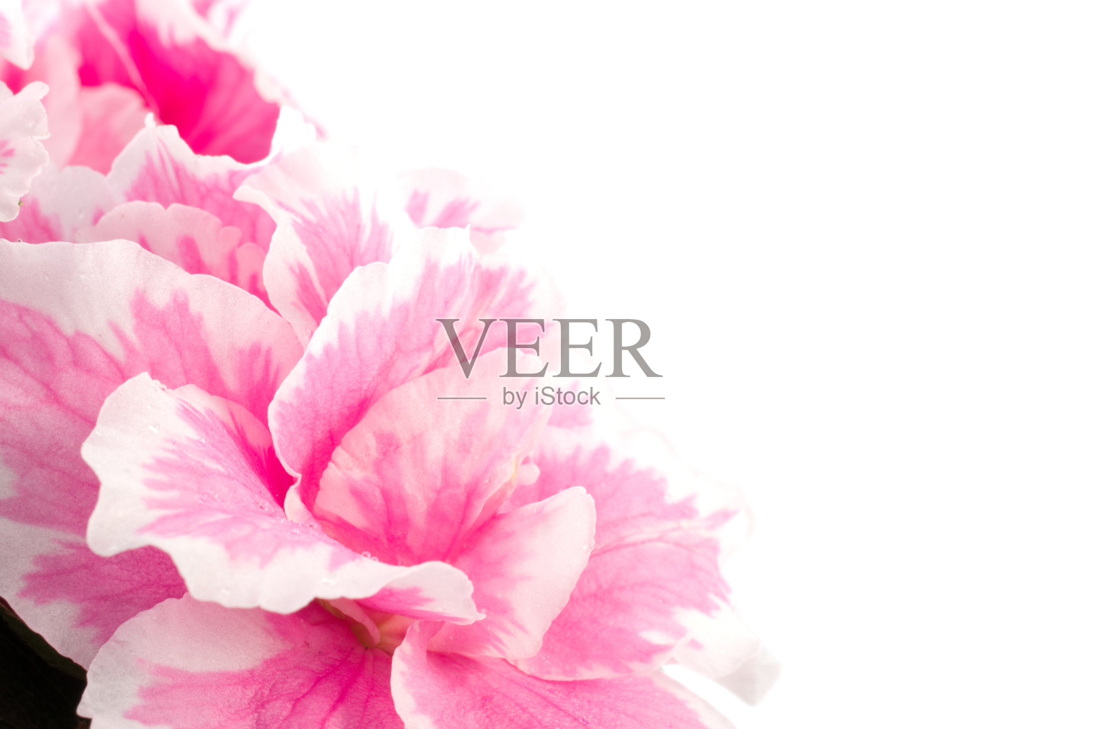 杜鹃花照片摄影图片