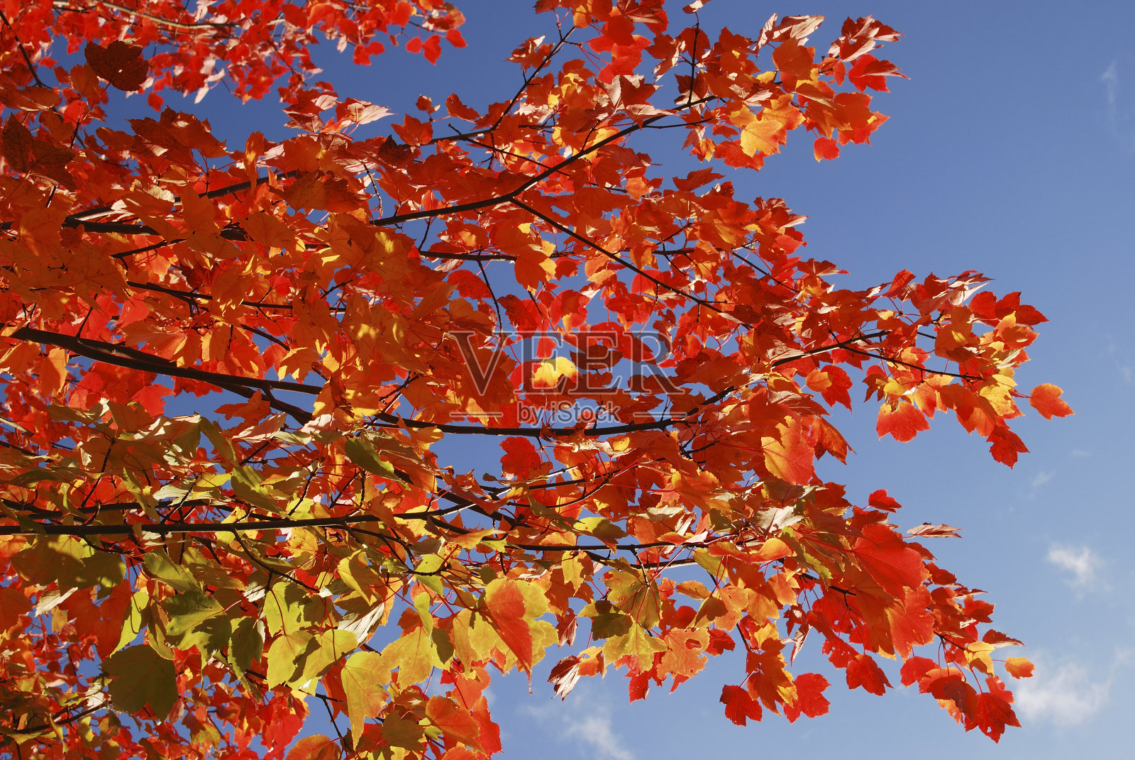 挪威枫叶在秋天照片摄影图片