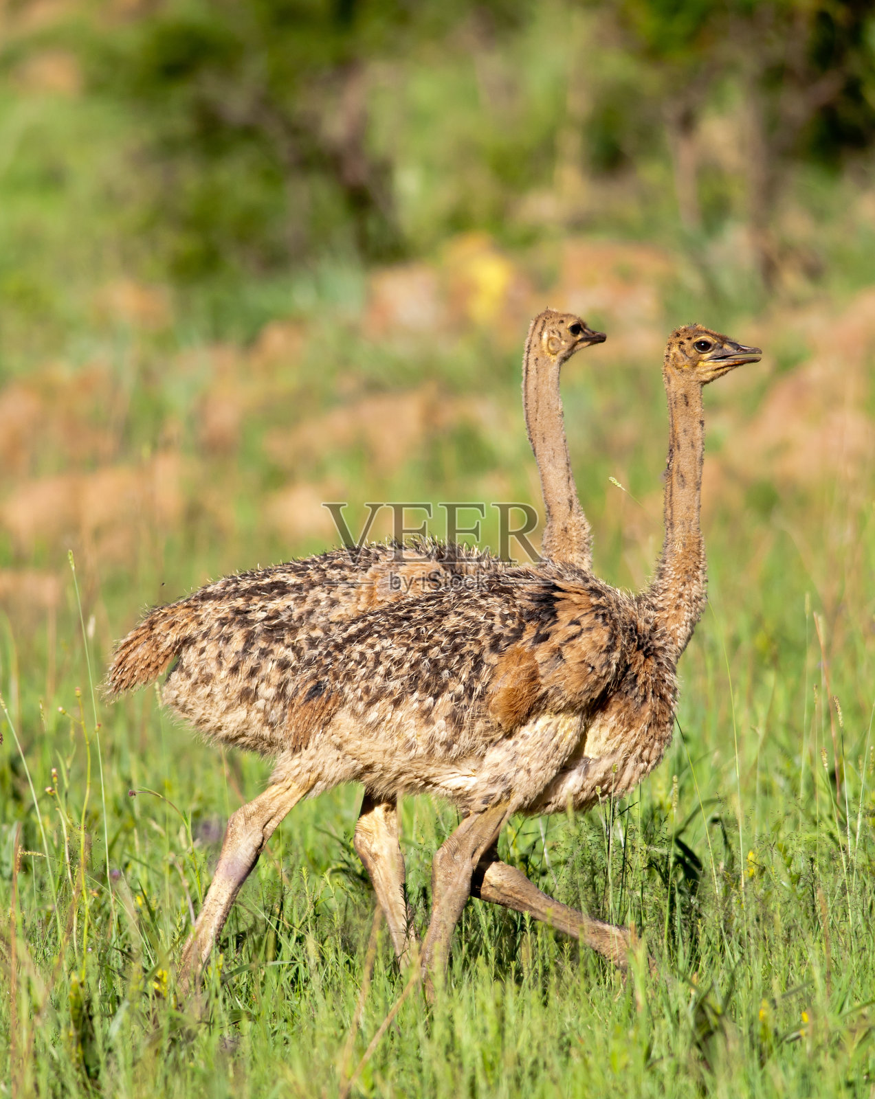 两个鸵鸟小鸡照片摄影图片