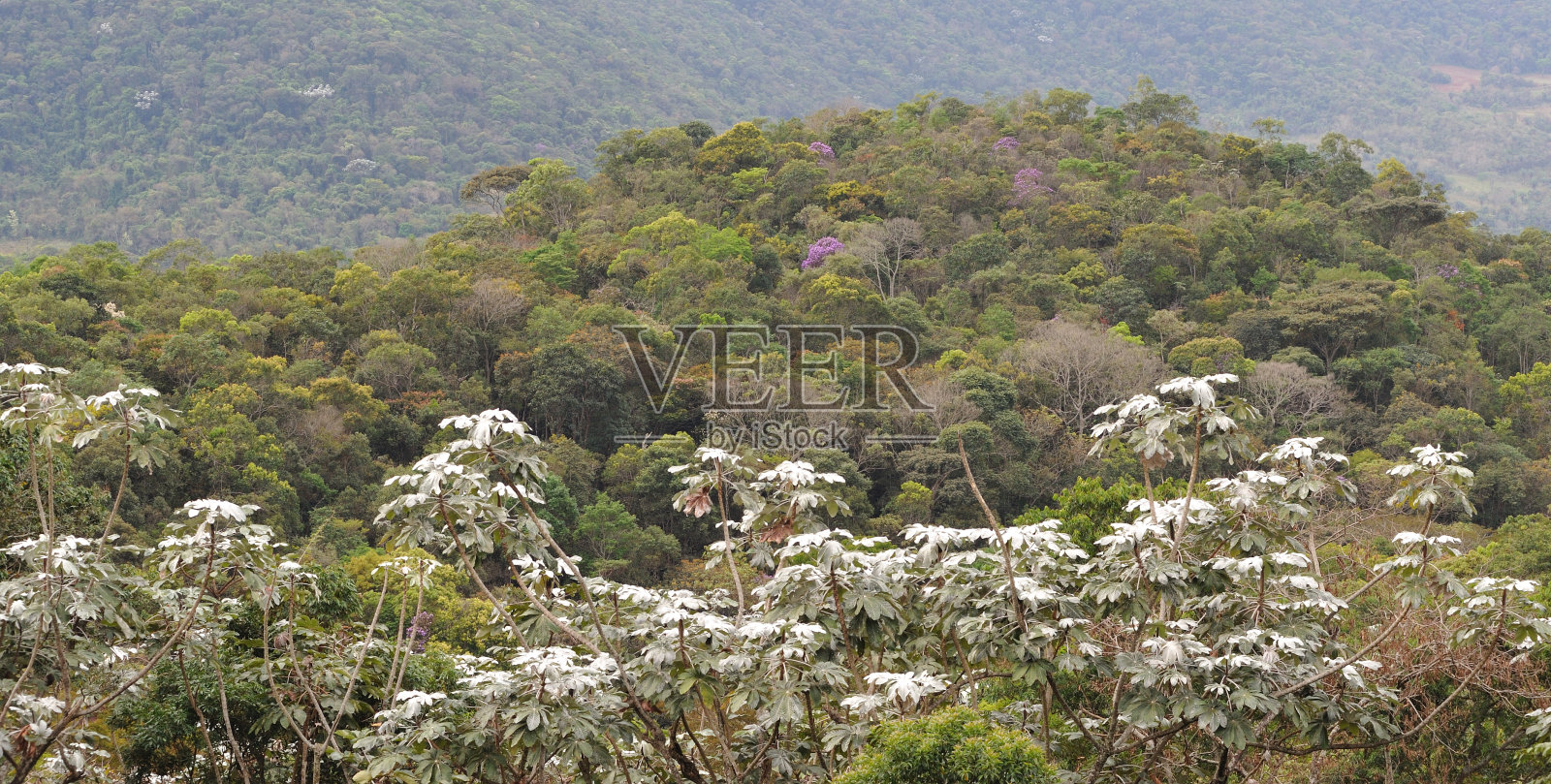 巴西的大西洋雨林照片摄影图片