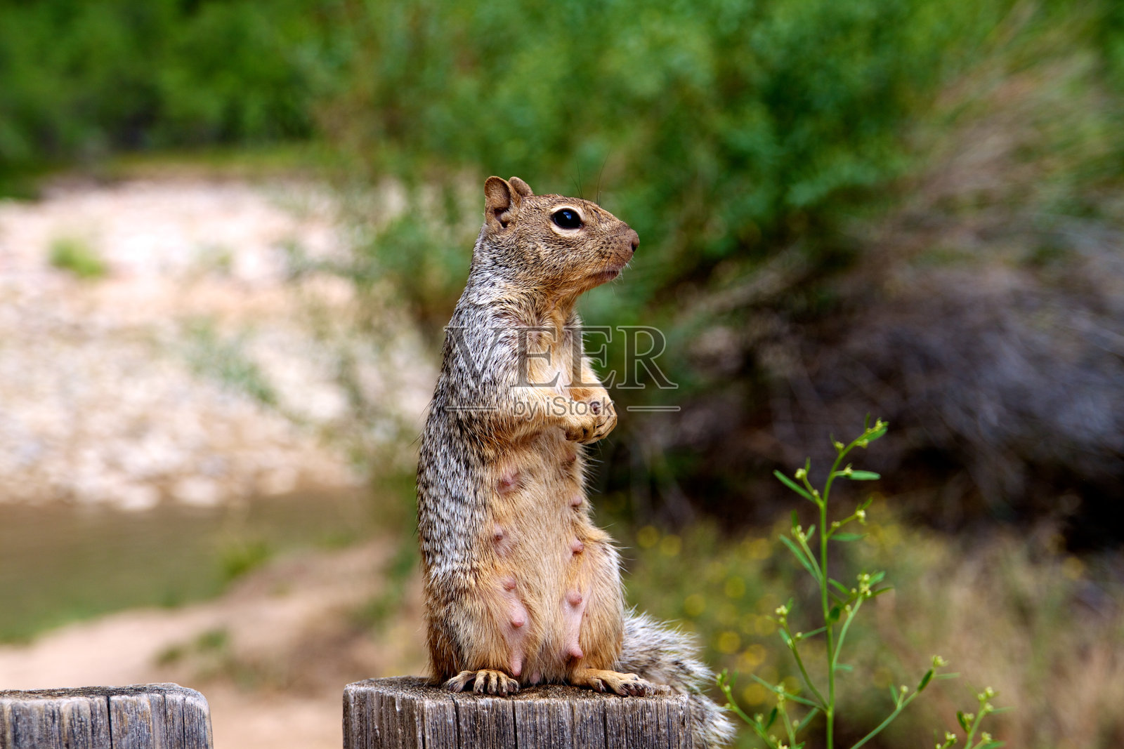 洛奇II照片摄影图片