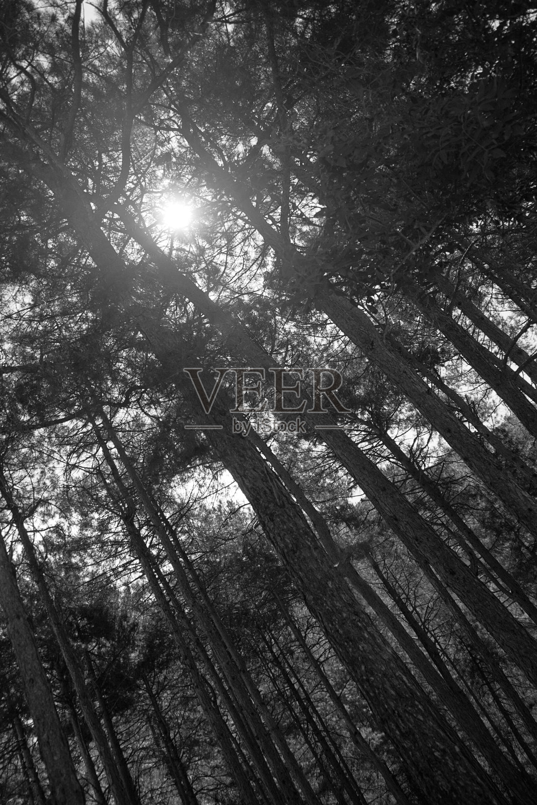 森林照片摄影图片