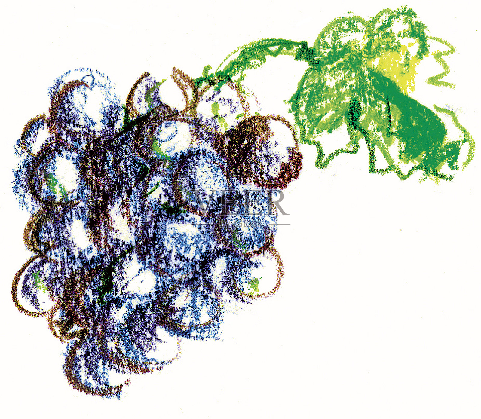 葡萄插画图片素材