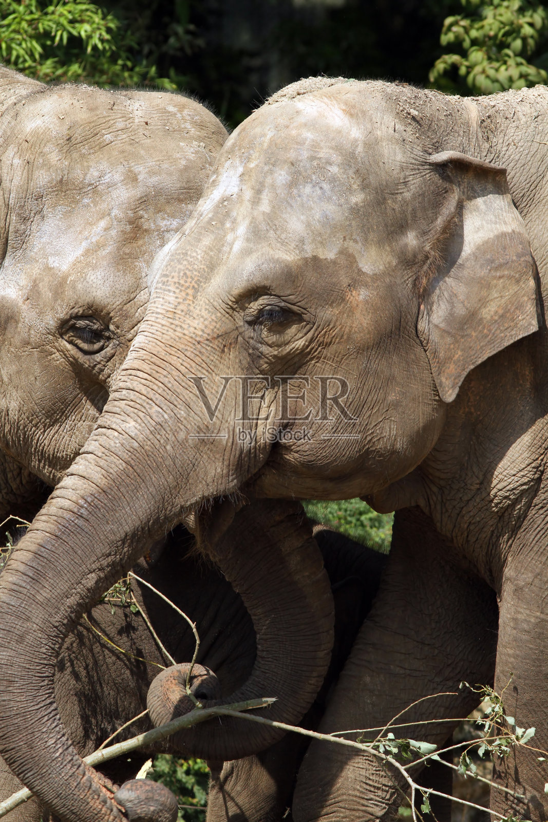 大象吃照片摄影图片