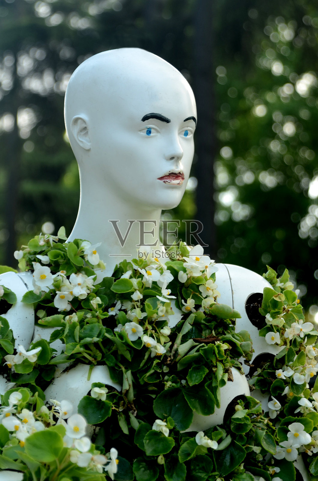 花盆照片摄影图片