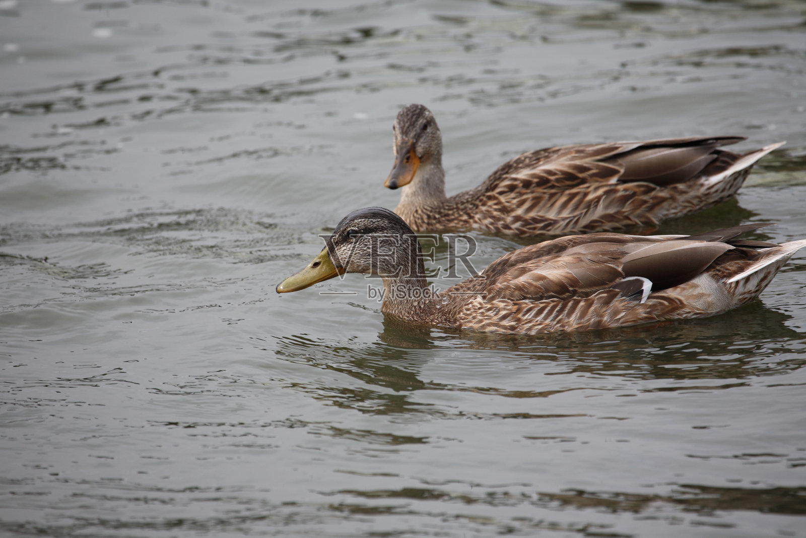 绿头鸭照片摄影图片